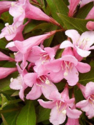 477_veygela-tsvetuschaya-pink-popp-list_wiki