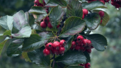boyaryshnik_slivolistnyy_splendens_3